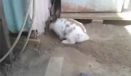 Clip: Xúc động cảnh chú thỏ liên tục lấy chân đào bới đất cứu mèo bị mắc kẹt