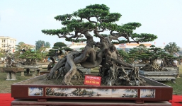 Chủ nhân siêu cây 'Ngọa hổ tàng long': Nhiều người mang cả ô tô chở tiền đến hỏi mua cây nhưng tôi không bán