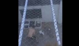 Chú chó đáng thương đau đớn nằm im khi bị chủ đánh 