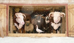 Nhiếp ảnh sáng tạo: Chụp hình động vật theo phong cách boy-band thập niên 90