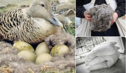 Bạn có tin một chiếc chăn làm bằng lông vịt mà có giá lên đến 350 triệu đồng?