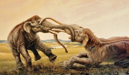 Trận tử chiến cuối cùng: 2 con ma-mút đực đánh lộn cắm ngà vào nhau rồi cùng hóa thạch suốt 12.000 năm