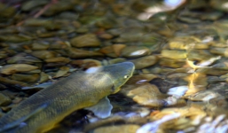 Giống cá hiếm có tuổi đời 5 triệu năm bên bờ vực tuyệt chủng đã được hồi sinh