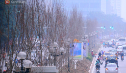 Hàng cây phong lá đỏ 'củi khô' trước đây đã nhuộm sắc vàng đầu thu Hà Nội