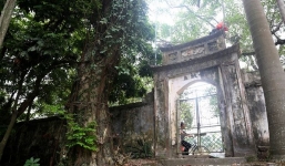 Đề nghị bán đấu giá công khai cây sưa 100 tỷ đồng ở Hà Nội