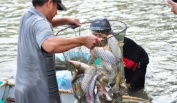 Hàng trăm người dân đổ về bắt cá 'khủng' dưới đập thuỷ điện Trị An