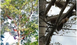 Cây gạo kỳ lạ có hơn 40 tổ ong mật, trả 20 triệu chủ nhân quyết không bán