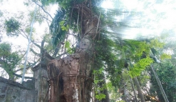 Vụ cây sưa 100 tỷ đồng ở Chương Mỹ: Xã chưa nhận được văn bản của Hà Nội đồng ý cho bán