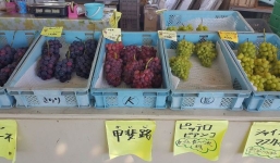 Nước Nhật bình yên tới mức cảnh sát sẵn sàng đi điều tra vụ mất trộm 1 quả nho