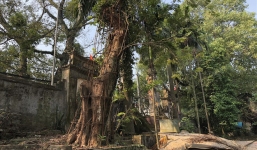 Ly kỳ quanh cây sưa trăm tỷ ở Hà Nội sắp được bán: Người dân như ngồi trên đống lửa khi cây bị mối mọt tấn công