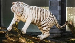 Hổ trắng quý hiếm tấn công và giết chết nhân viên làm vệ sinh chuồng