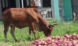 Bình Thuận: Nông dân khóc ròng vì thanh long rớt giá phải đem cho bò ăn
