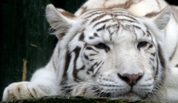 Hổ trắng quý hiếm vồ chết nhân viên sở thú ở Nhật Bản