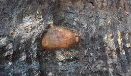 Hoảng hồn phát hiện quả bom 200kg trong mỏ đá ở Đắk Lắk