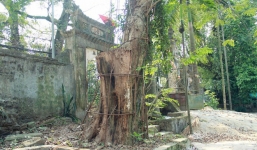 Người chi 26 tỷ mua gỗ cây sưa làng Đông Cốc: Cây sưa 100 tỷ đồng là 'không tưởng'