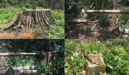 Bình Phước: Tỉnh ủy yêu cầu điều tra vụ phá rừng nghiêm trọng