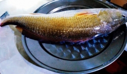 Ngư dân Huế câu được cá nghi sử vàng tiền tỷ