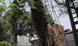 Cây sưa đỏ trăm tỷ làng Phụ Chính: Vỏ ngoài sẽ bị cấu nát thành mùn, bán càng sớm càng tốt