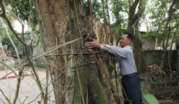 'Đại gia' bỏ 20,5 tỷ mua gỗ sưa ở Hà Nội: Sau 8 năm, gỗ bán hết còn tiền vẫn bị phong tỏa