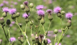 1,6 triệu tấn lúa mì Việt Nam nhập khẩu có lẫn 'cỏ nguy hiểm'