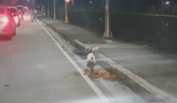 Clip: Xúc động cảnh chú chó đau đớn lay xác bạn bị xe cán chết