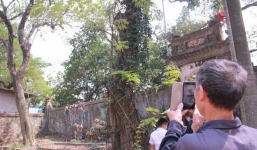 Kiểm lâm Hà Nội nói gì về việc bán cây sưa hơn trăm tỷ ở Chương Mỹ?