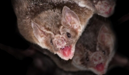 Ở Peru có một loài dơi 'ma cà rồng', và chúng đang chứa một mối hiểm họa đáng sợ