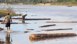 Lâm Đồng: Khai thác cát dưới sông, phát hiện gần 55 m3 gỗ sao đen