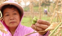 Hà Nội: 200 cây dược liệu ở Vạn Phúc bị chặt phá trong đêm