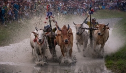 24h qua ảnh: Lễ hội đua bò trên ruộng lúa ở Việt Nam