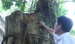 Kỳ án gỗ sưa Chương Mỹ: Đại gia chi 20,5 tỷ đồng mua gỗ điêu đứng, phải bán nhà, bán đất