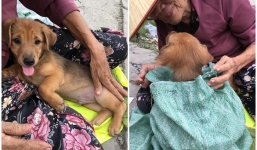 Câu chuyện đầy xúc động đằng sau nụ hôn từ biệt của cụ già không nỡ bán chú chó