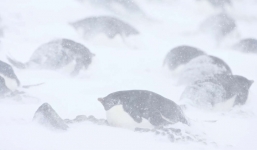 Nghĩa địa xác ướp chim cánh cụt hàng trăm con tại Nam Cực hé lộ rất nhiều điều về tương lai biến đổi khí hậu