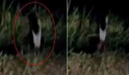 Xôn xao sinh vật bí ẩn có ngoại hình giống hết người trên bờ biển Mỹ