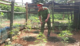 Quảng Trị: Phát hiện người dân trồng cây cần sa trong vườn nhà