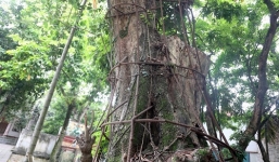 Tiết lộ phương án sử dụng số tiền khủng từ bán đấu giá cây sưa trăm tỷ