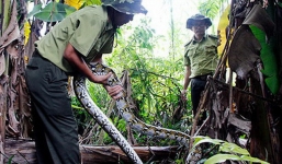 Dân vây bắt con trăn nặng 28kg, dài 7m, cơ thể có nhiều vết thương ngoài đồng hoang