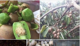 Thất vọng toàn tập khi mua kiwi rừng siêu hot trên mạng, cô gái trẻ 'chữa cháy' thần sầu bằng cách không ai ngờ