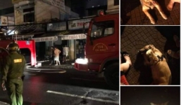 Chú chó dũng cảm tông cửa, sủa vang để đánh thức cả nhà chủ thoát khỏi đám cháy