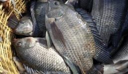 Đã tìm thấy một cách nấu để loại bỏ chất độc trong cá: Ai hay ăn cá rô phi nên tham khảo