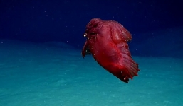 Phát hiện 'quái vật gà không đầu' ở Nam Cực