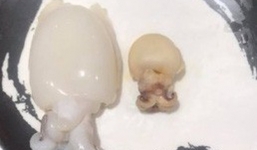 Đăng ảnh con mực trước và sau khi nhúng lẩu, cô nàng tặng cả cõi mạng tràng cười, đúng là 'cuộc sống mà'