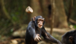 Bị đàn khỉ ném đá tử vong, gia đình nạn nhân đâm đơn kiện