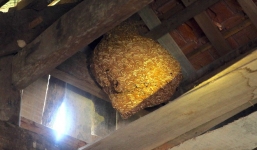 Một gia đình sống chung với hàng nghìn con ong vò vẽ kịch độc trong phòng ngủ