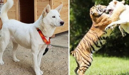 7 giống chó quý hiếm nhưng ít người biết đến, có cả quốc khuyển Triều Tiên dữ như cọp