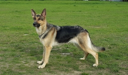 Bé trai 2 tuổi bị chó becgie của hàng xóm cắn nguy kịch