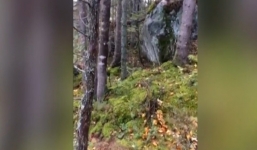 Hy hữu: Hiện tượng rừng 'biết thở' gây xôn xao Canada