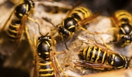 Nghệ An: 11 người thương vong do đàn ong vò vẽ lao ra đốt