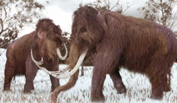 Tại sao khoa học lại phải bỏ ra hàng chục năm trời chỉ để hồi sinh voi ma mút?