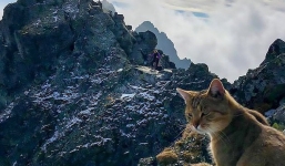 Chuyện thật như đùa: Dân leo núi phát hiện ra một chú mèo nhà ngồi ngẫm sự đời trên đỉnh núi cao nhất Ba Lan